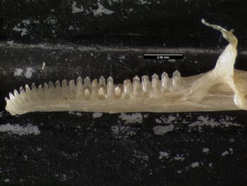 Media type: image;   Herpetology R-119716